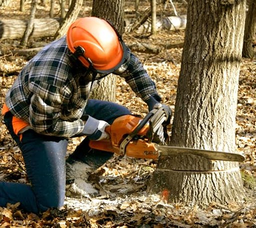 Tree Removal in Sims, IL